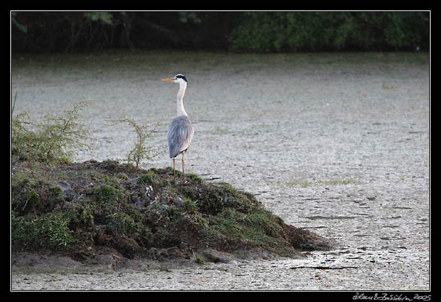 Keoladeo - Ardea cinerea