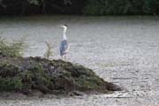 Keoladeo - Ardea cinerea