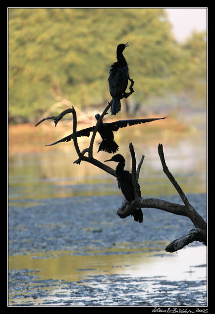 Kormorn indomalajsk - Phalacrocorax fuscicollis - Indian cormorant