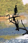 Kormorn indomalajsk - Phalacrocorax fuscicollis - Indian cormorant