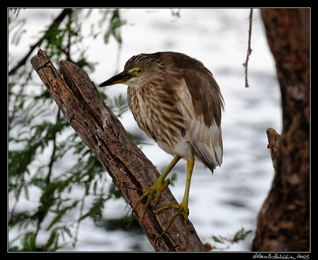 Volavka hndohbet - Ardeola grayi - Indian pond heron