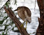 Volavka hndohbet - Ardeola grayi - Indian pond heron