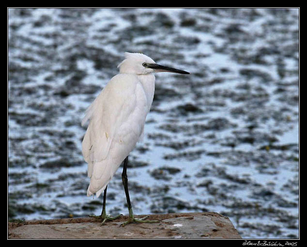 Volavka stbit - Egretta garzetta - Little egret