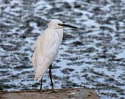 Volavka stbit - Egretta garzetta - Little egret