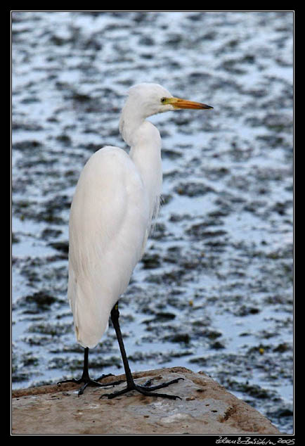 olavka prostedn - Egretta intermedia - Intermediate egret