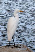 olavka prostedn - Egretta intermedia - Intermediate egret