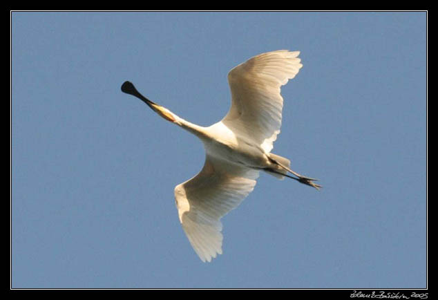 Kolpk bl - Platalea leucorodia - Eurasian Spoonbill