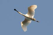 Kolpk bl - Platalea leucorodia - Eurasian Spoonbill