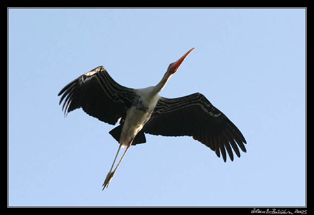 Nesyt indomalajsk - Mycteria leucocephala - Painted Stork