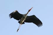 Nesyt indomalajsk - Mycteria leucocephala - Painted Stork