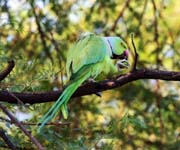 Alexandr mal - Psittacula krameri - Rose-ringed parakeet