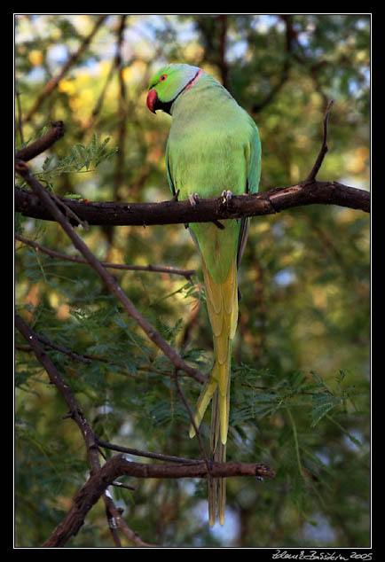 Alexandr mal - Psittacula krameri - Rose-ringed parakeet