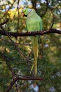 Alexandr mal - Psittacula krameri - Rose-ringed parakeet