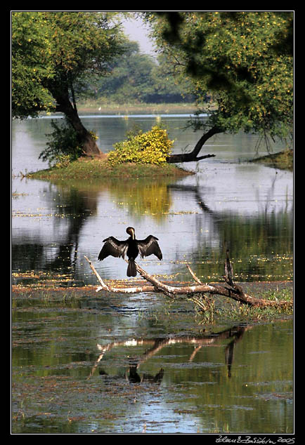 Anhinga rezav  - Anhinga melanogaster - Oriental Darter