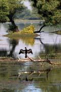 Anhinga rezav  - Anhinga melanogaster - Oriental Darter