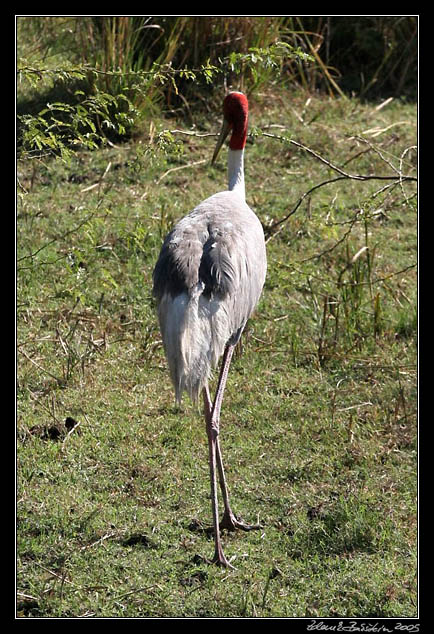 Jeb  Antigonin - Grus antigone - Sarus Crane