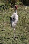 Jeb  Antigonin - Grus antigone - Sarus Crane