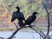 Kormorn indomalajsk - Phalacrocorax fuscicollis - Indian cormorant