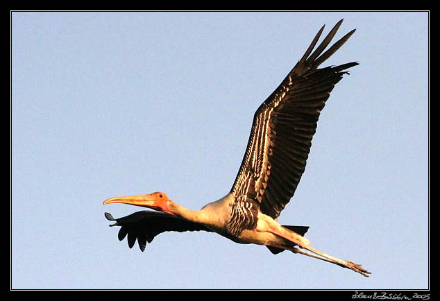 Nesyt indomalajsk - Mycteria leucocephala - Painted Stork