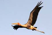 Nesyt indomalajsk - Mycteria leucocephala - Painted Stork