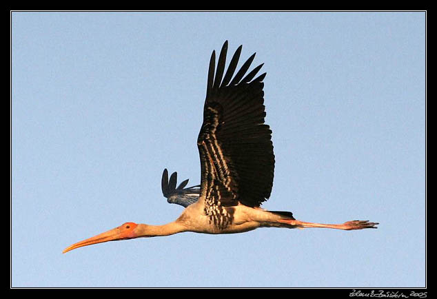 Nesyt indomalajsk - Mycteria leucocephala - Painted Stork