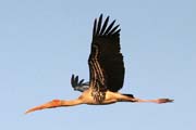 Nesyt indomalajsk - Mycteria leucocephala - Painted Stork