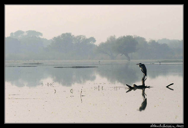 Volavka popelav - Ardea cinerea - Grey heron