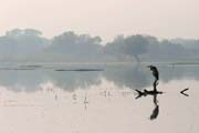 Volavka popelav - Ardea cinerea - Grey heron