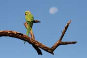 Alexandr mal -  Psittacula krameri - Rose-ringed parakeet