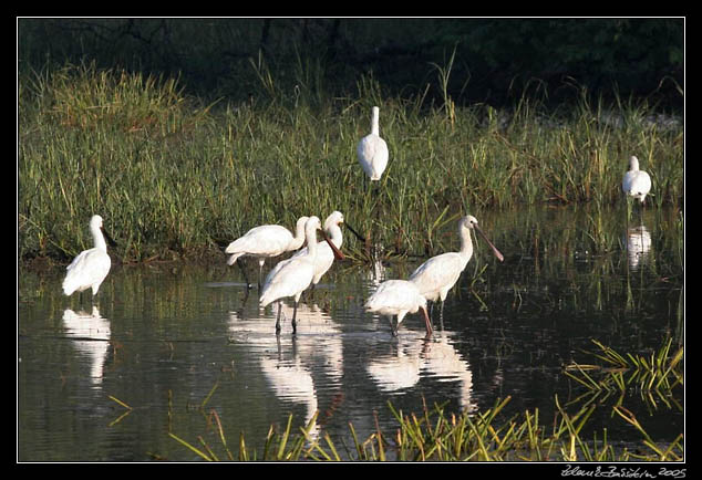 Kolpk bl - Platalea leucorodia - Eurasian Spoonbill