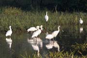 Kolpk bl - Platalea leucorodia - Eurasian Spoonbill