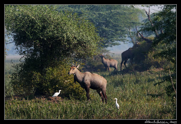 Jelen sambar - Cervus unicolor