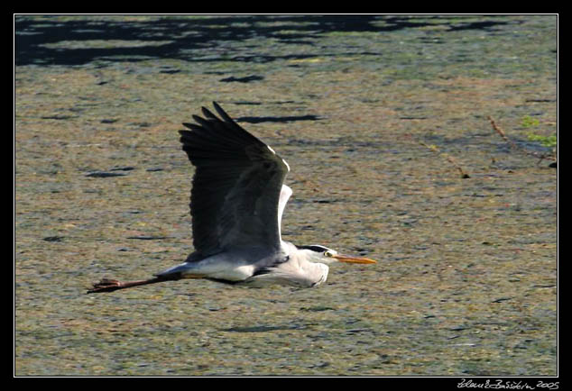 Volavka popelav - Ardea cinerea - Grey heron