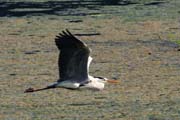 Volavka popelav - Ardea cinerea - Grey heron