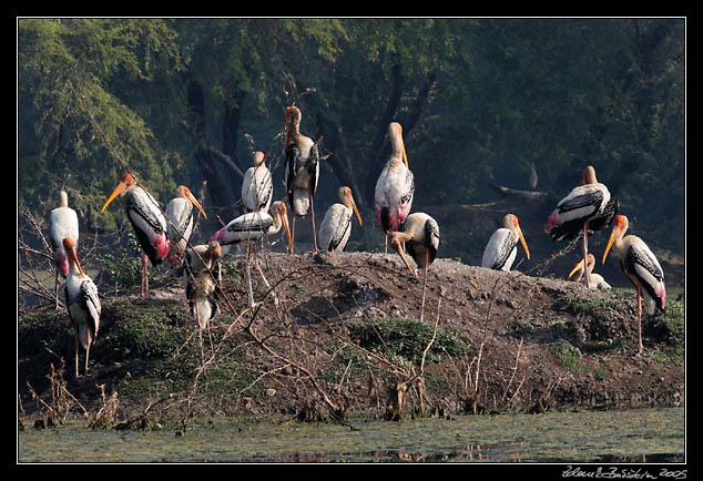 Nesyt indomalajsk - Mycteria leucocephala - Painted Stork