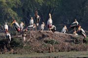 Nesyt indomalajsk - Mycteria leucocephala - Painted Stork