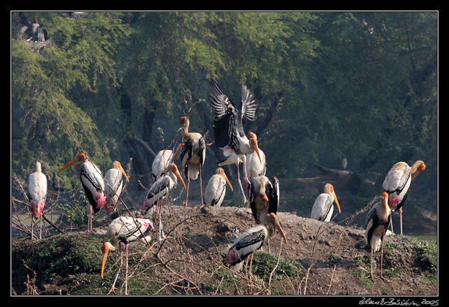 Nesyt indomalajsk - Mycteria leucocephala - Painted Stork