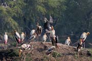 Nesyt indomalajsk - Mycteria leucocephala - Painted Stork