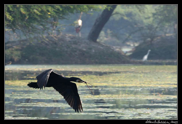 kormorn velk - Phalacrocorax carbo - Great Cormorant