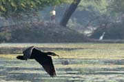 kormorn velk - Phalacrocorax carbo - Great Cormorant