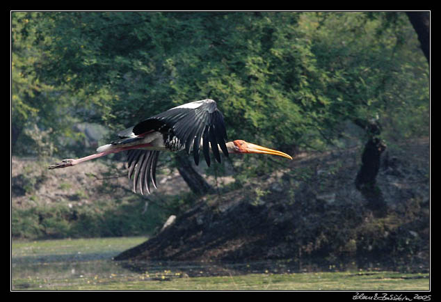 Nesyt indomalajsk - Mycteria leucocephala - Painted Stork