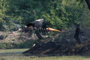 Nesyt indomalajsk - Mycteria leucocephala - Painted Stork