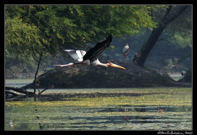 Nesyt indomalajsk - Mycteria leucocephala - Painted Stork