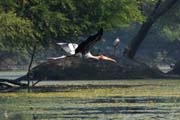 Nesyt indomalajsk - Mycteria leucocephala - Painted Stork