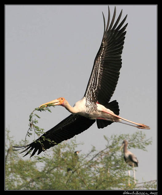 Nesyt indomalajsk - Mycteria leucocephala - Painted Stork