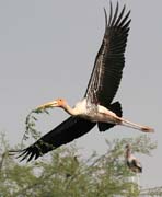 Nesyt indomalajsk - Mycteria leucocephala - Painted Stork