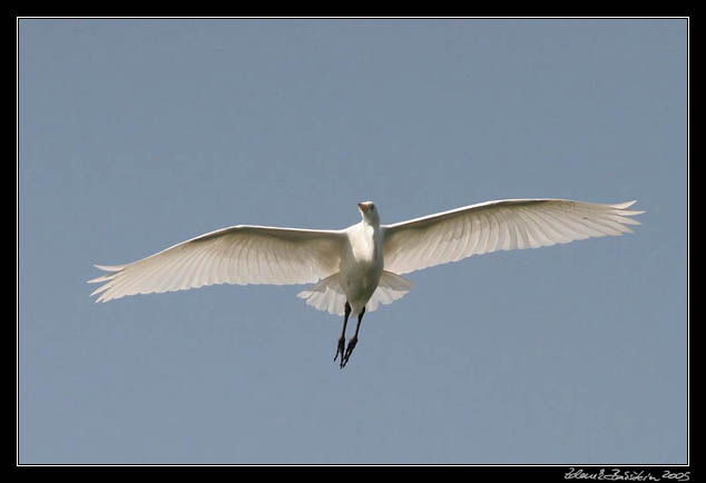 Volavka prostedn - Egretta intermedia - Intermediate egret