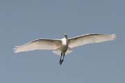 Volavka prostedn - Egretta intermedia - Intermediate egret