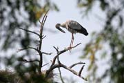 Zejozob asijsk - Anastomus oscitans - Openbill Stork