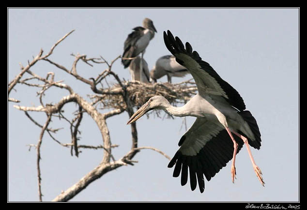 Zejozob asijsk - Anastomus oscitans - Openbill Stork